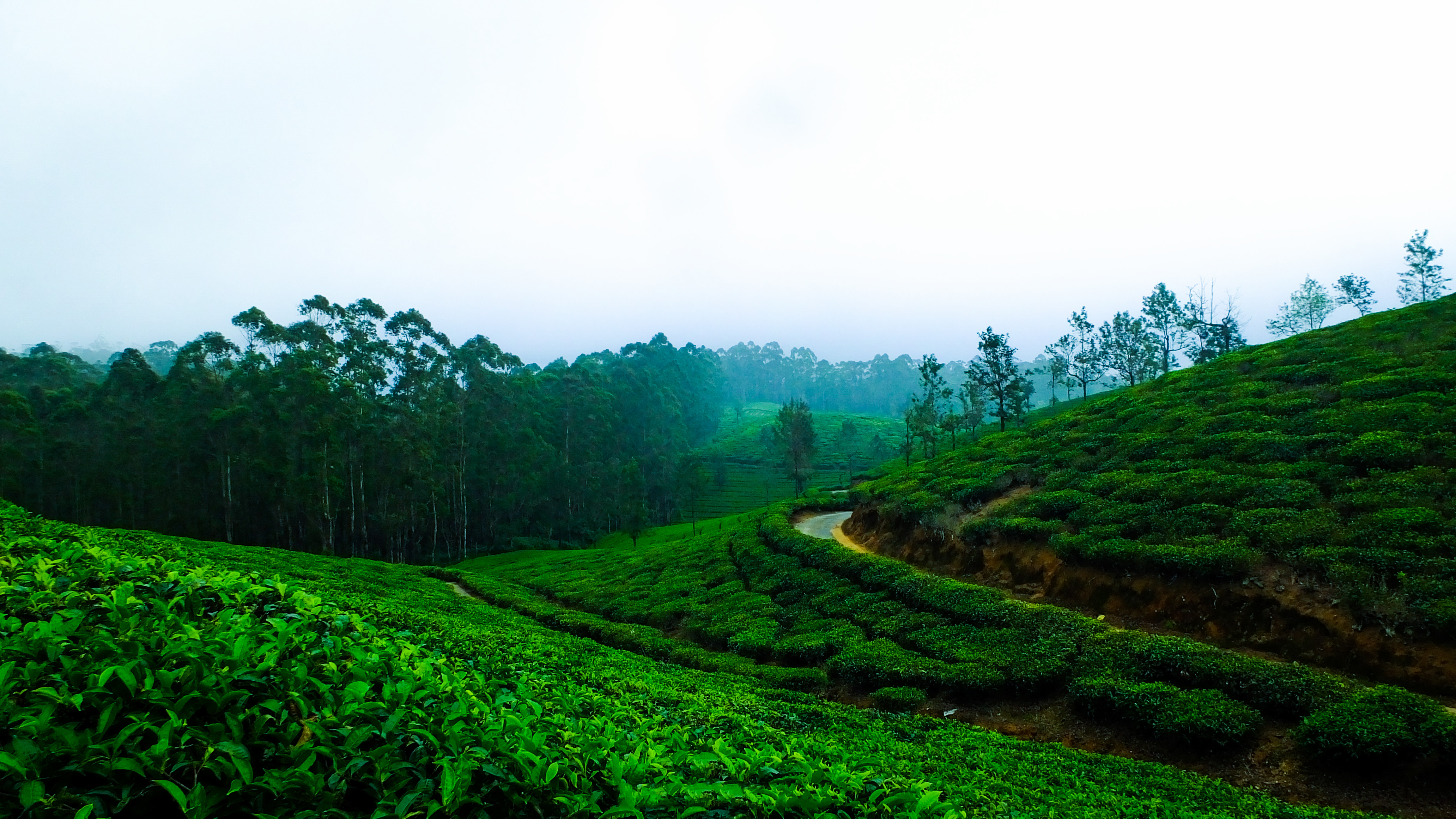 Best place in Munnar